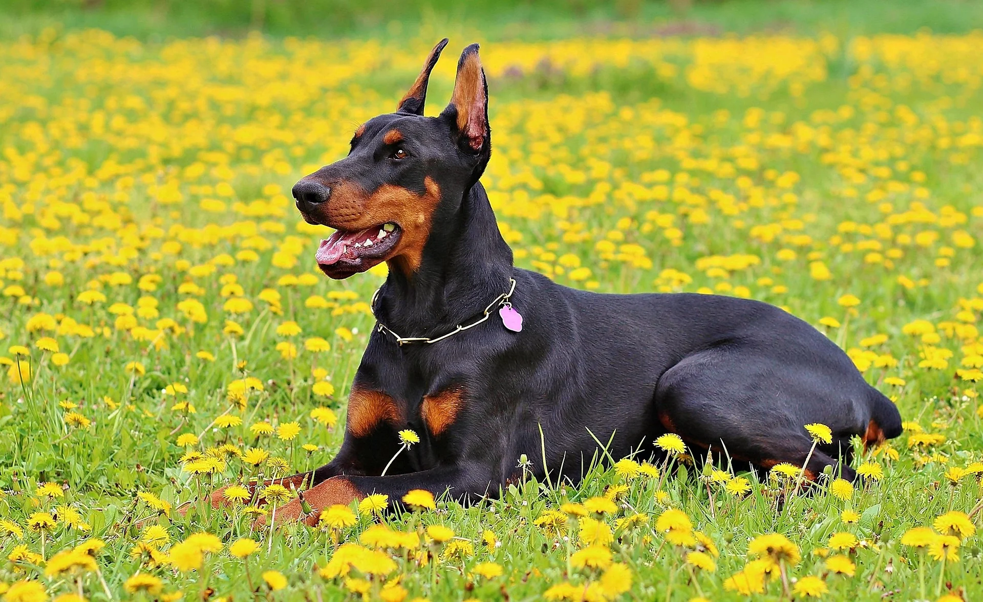 Doberman Pinschers are the best scorpio dogs 