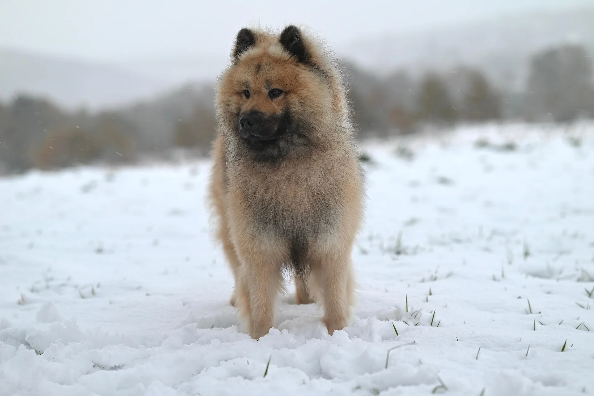 dog standing in snow for walks 