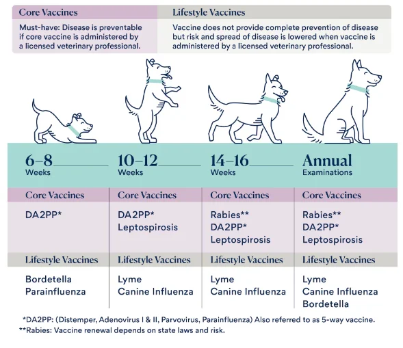 Flu vaccine chart for dogs 