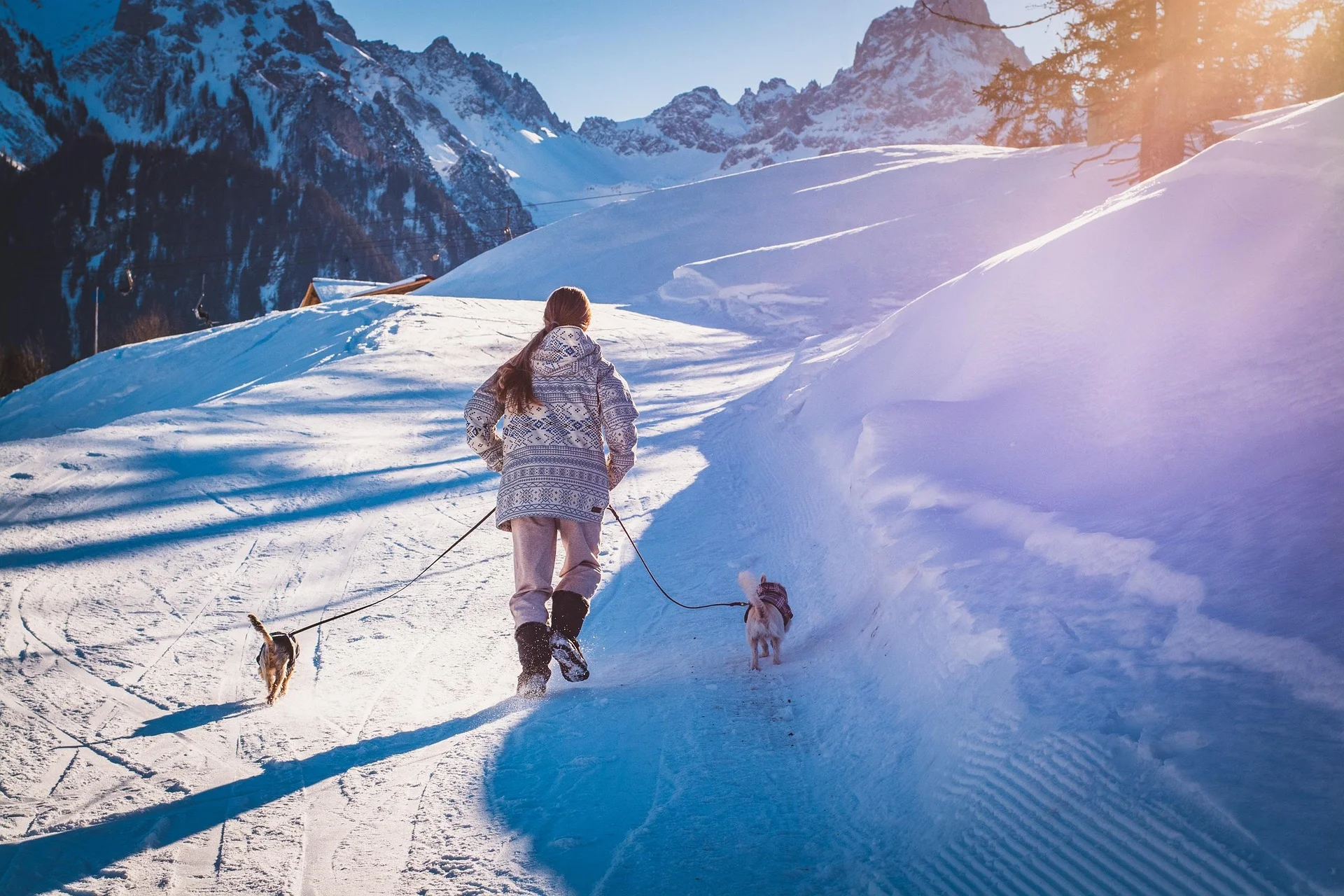 two dogs on a winter walk with owner in sweaters