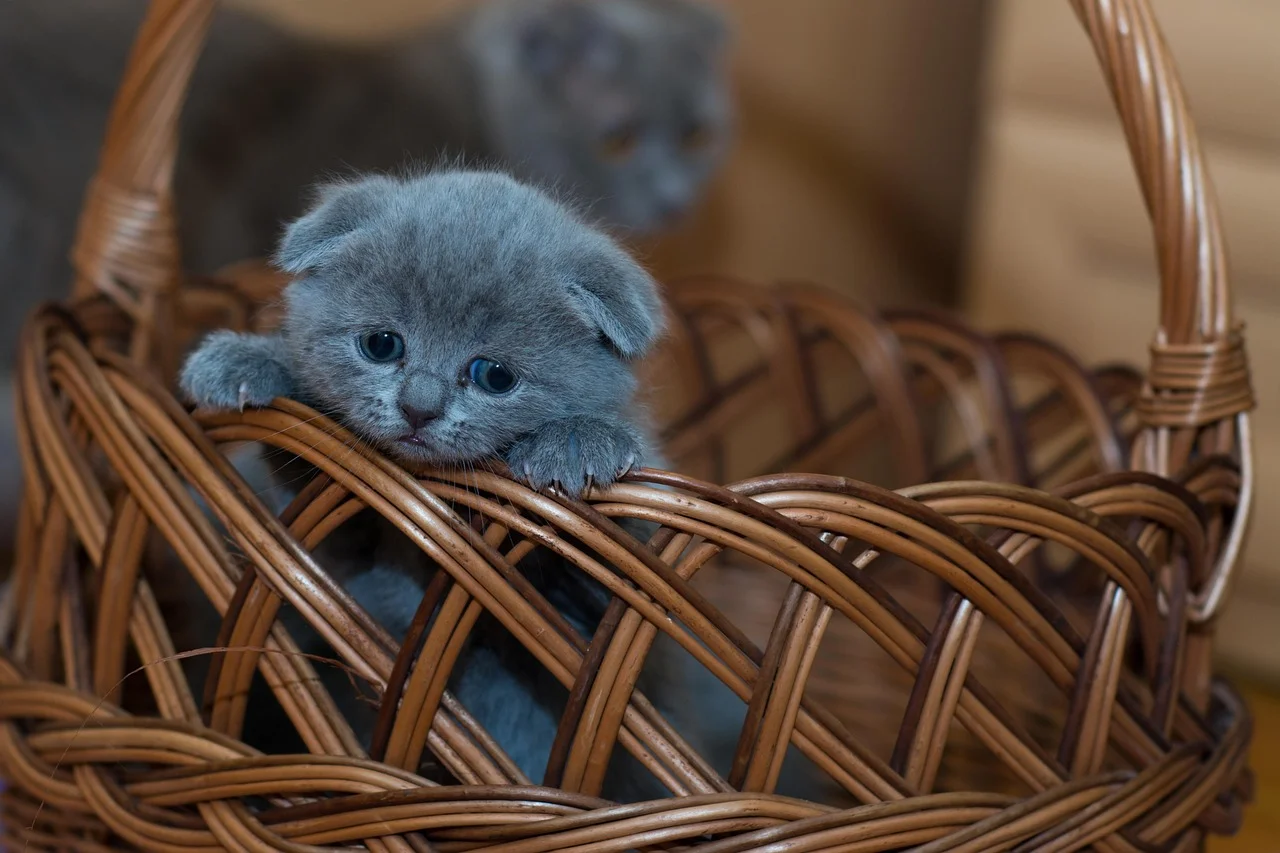 A small gray kitten sitting comfortably in a woven wicker basket.