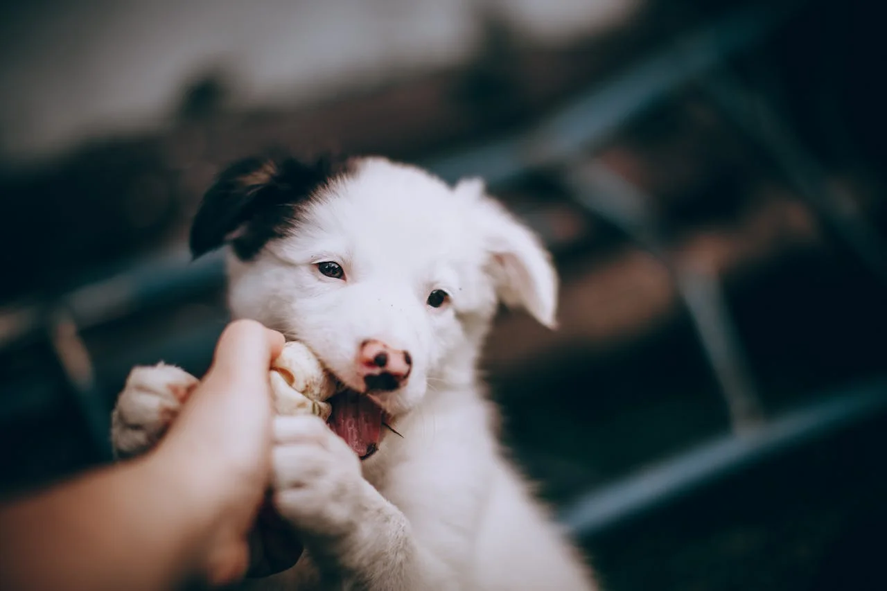 A person's hand gently holds a small puppy, showcasing a tender moment between human and animal.