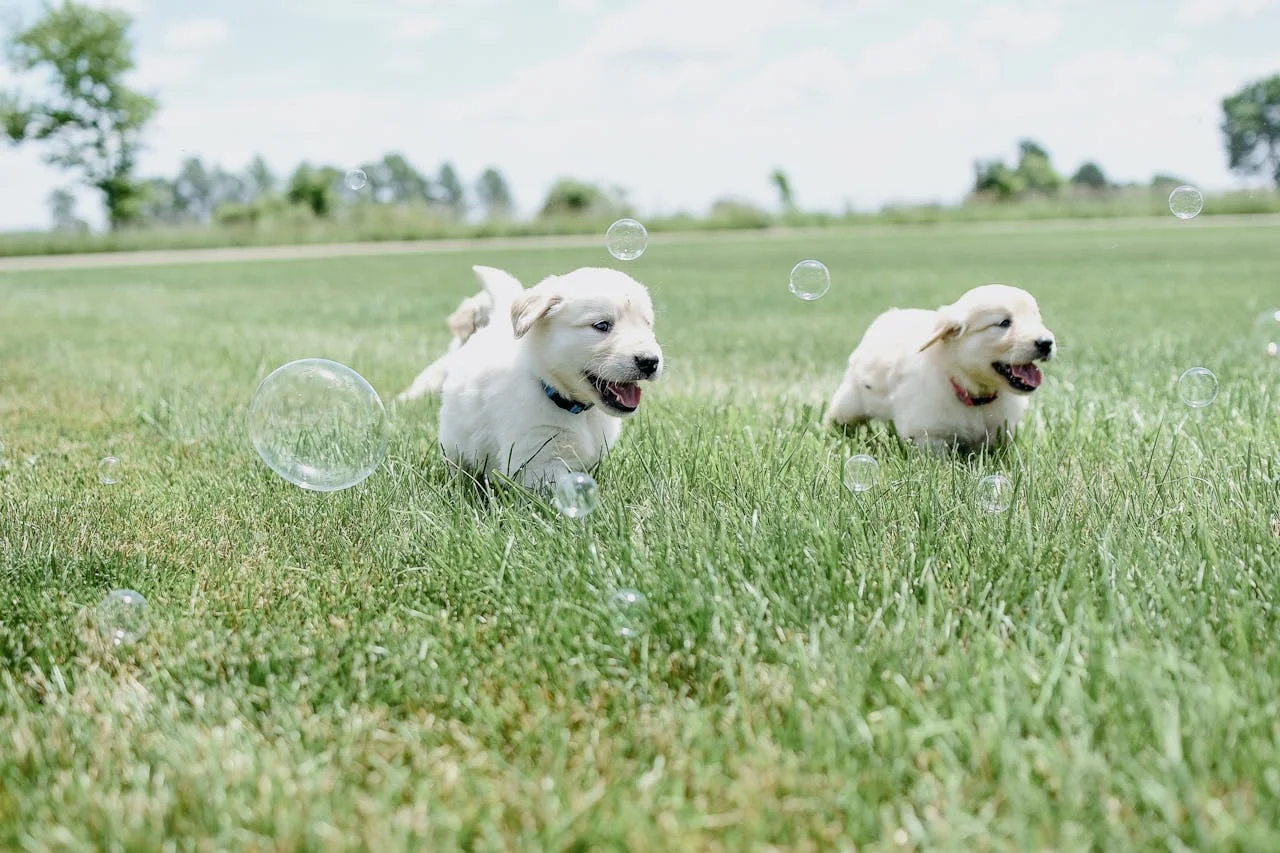Two white puppies joyfully running through a lush green field of grass under a clear blue sky.