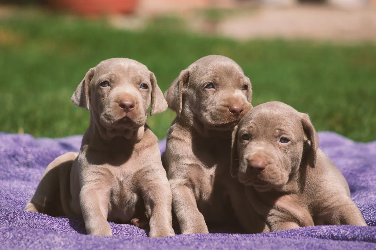 Cute chocolate lab puppies sitting together at a breeders