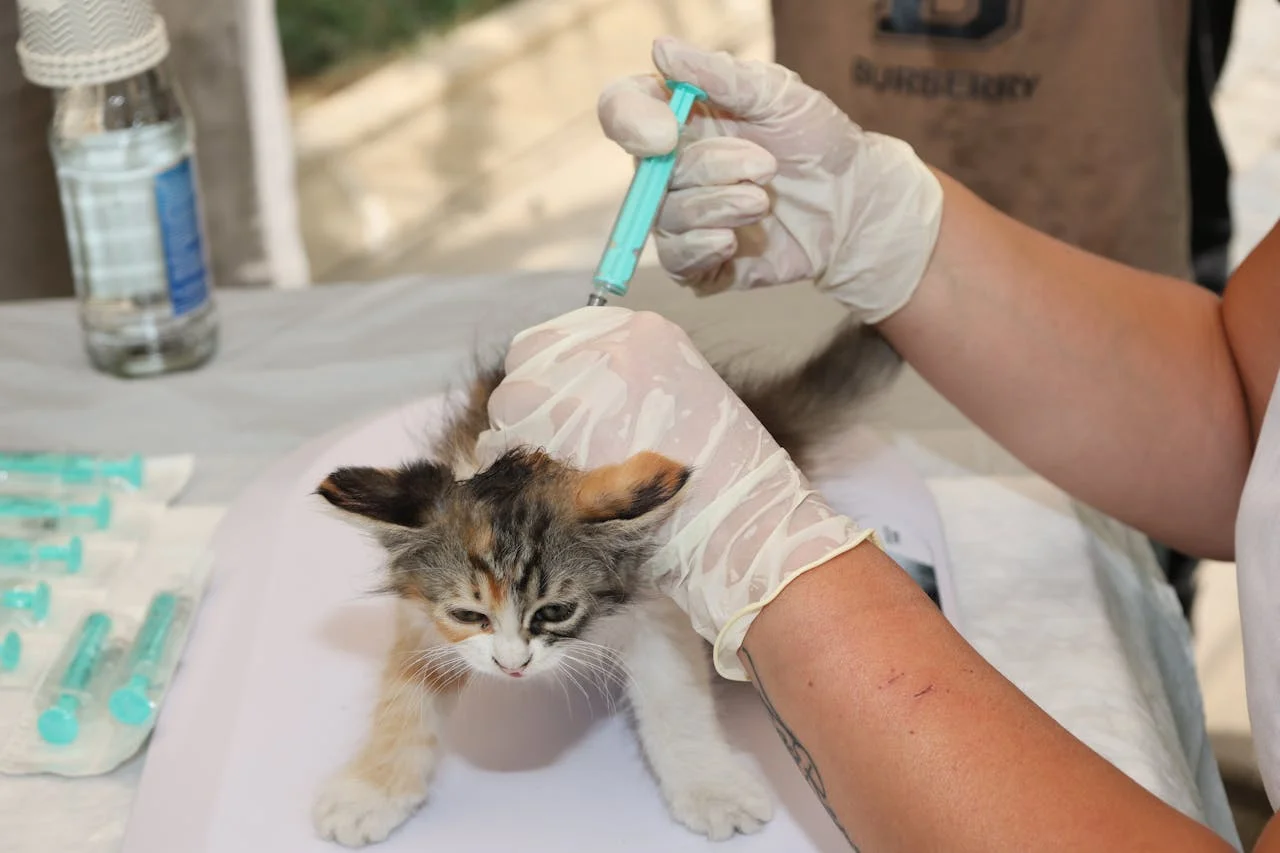 A veterinarian examines a kitten on an examination table in a well-lit clinic for FVRCP vaccine shots