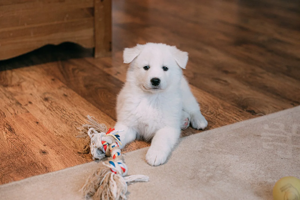 A playful white puppy engaging with a colorful toy on a wooden floor.