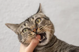 portrait adorable-domestic cat biting her owners finger