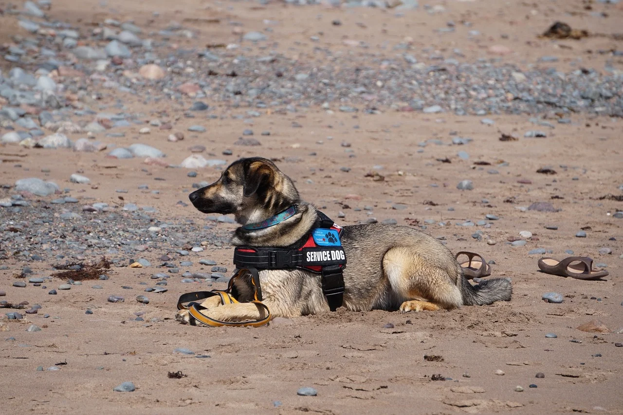 guide dog with harness