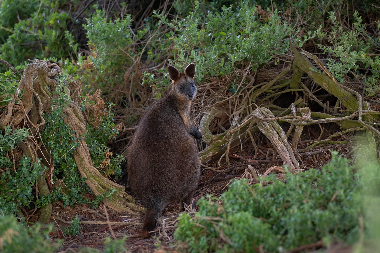 Wallaby standing among bushes in a natural setting, showcasing its fur and alert posture in the wild.