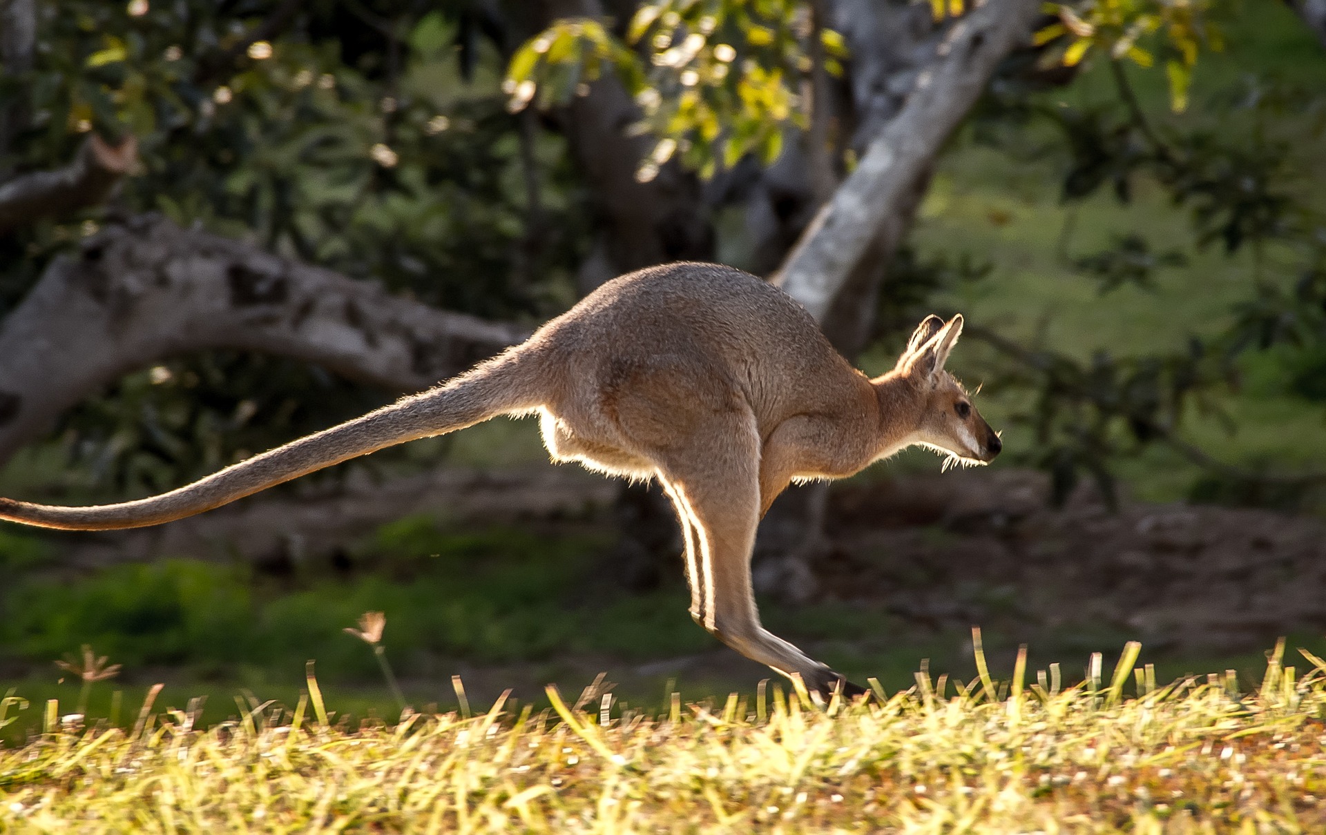 A wallaby leaps gracefully through a field of green grass under a clear blue sky.