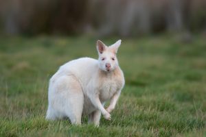 A white wallaby standing gracefully in a lush green grass field.