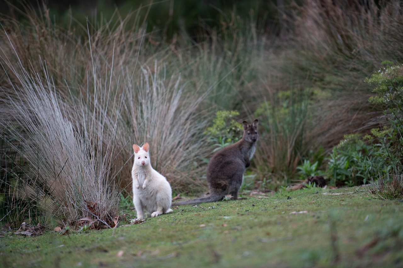 Two wallabies standing side by side in green grass, showcasing their natural habitat and social behavior.