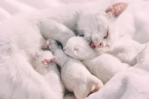 A white cat cuddles with her adorable kittens, creating a warm and nurturing scene.