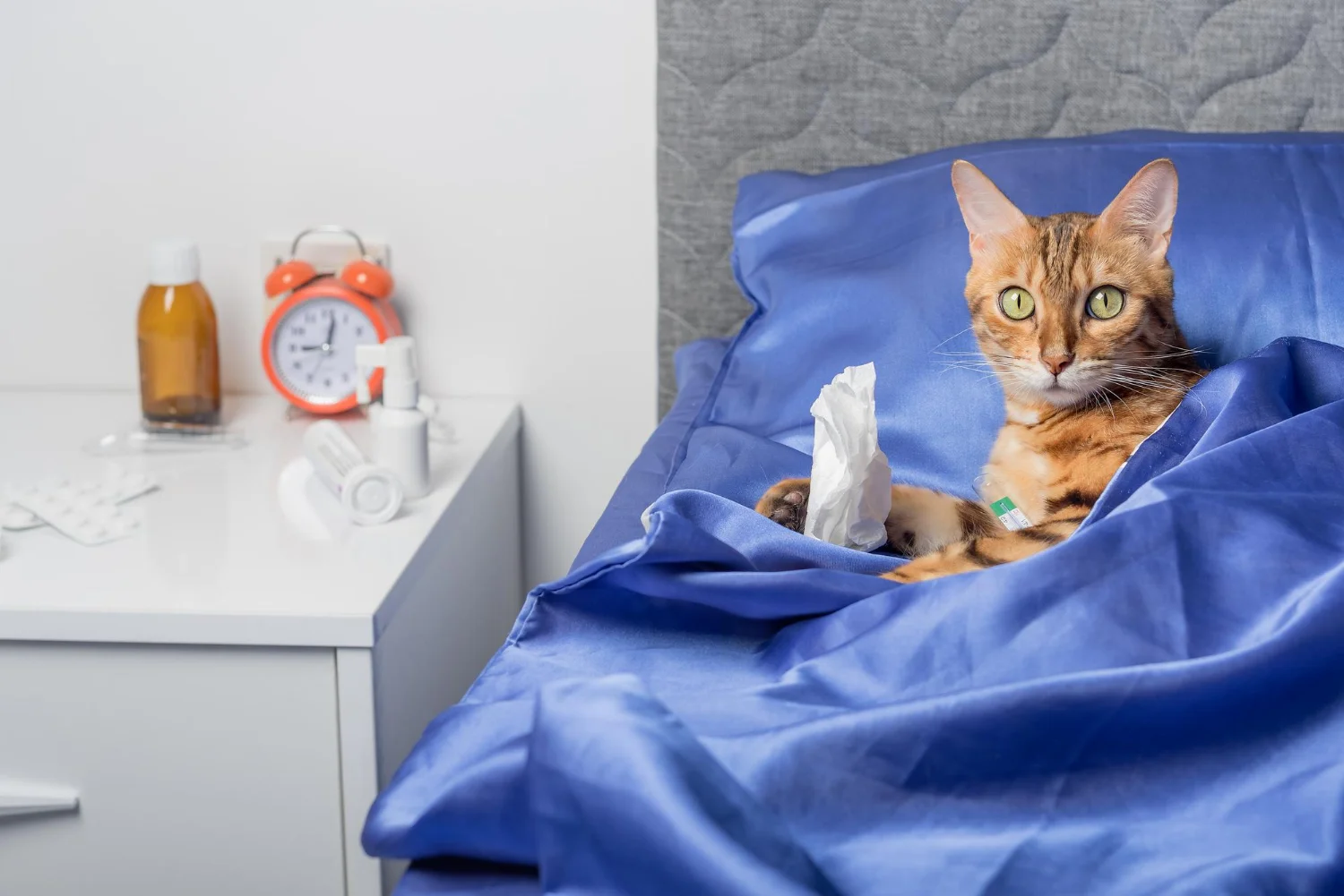 cat on bed with feline flu symptoms