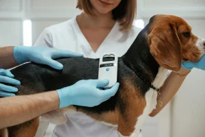 A dog at a vet gets checked for a microchip.