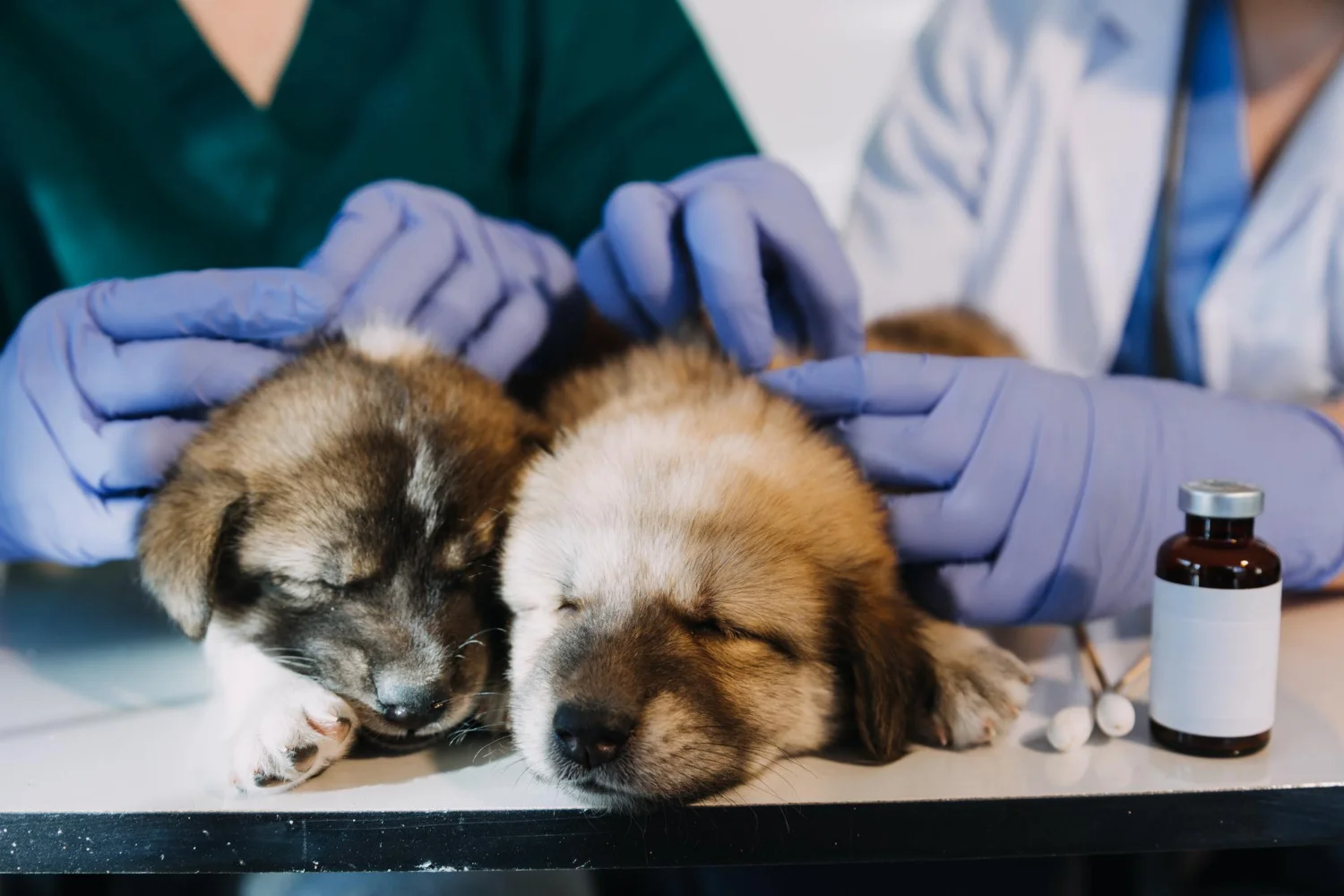Puppies at the vet for internal bleeding treatment