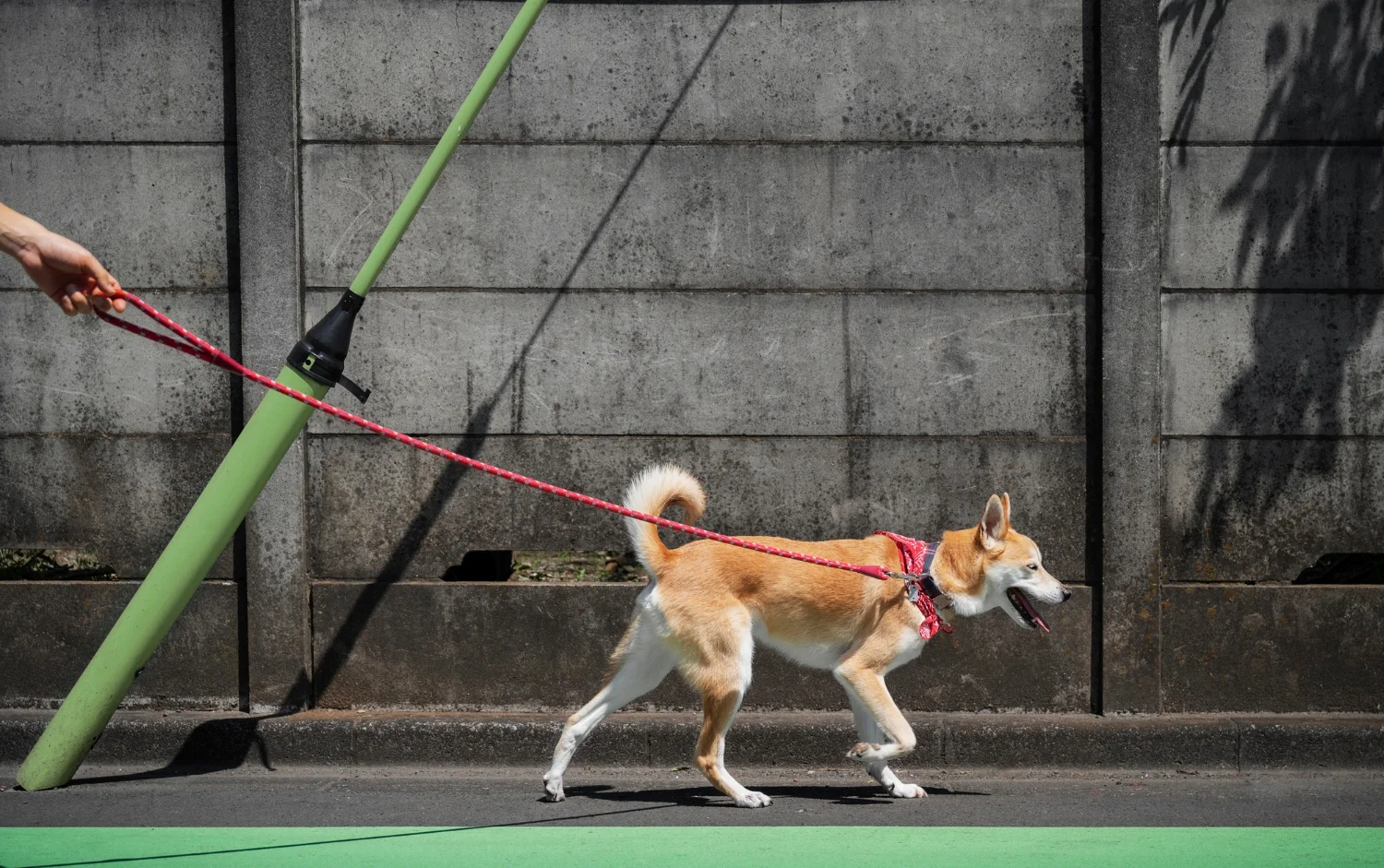 A dog enthusiastically pulls ahead on a leash while the owner struggles to keep up, highlighting leash walking problems.