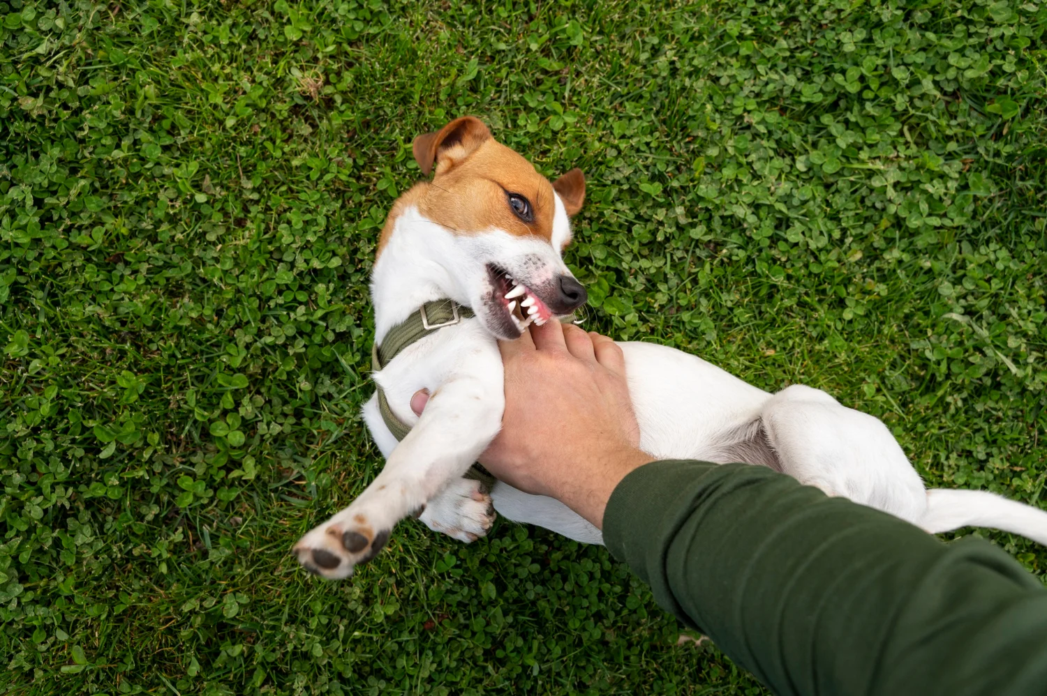 A young dog tries to bite owner while playing 