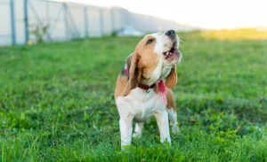 dog barking correction tips