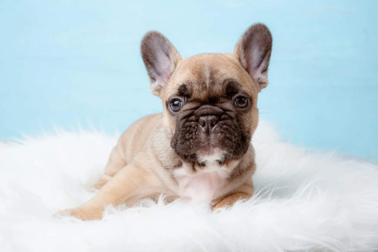 cute fluffy french bulldog puppy