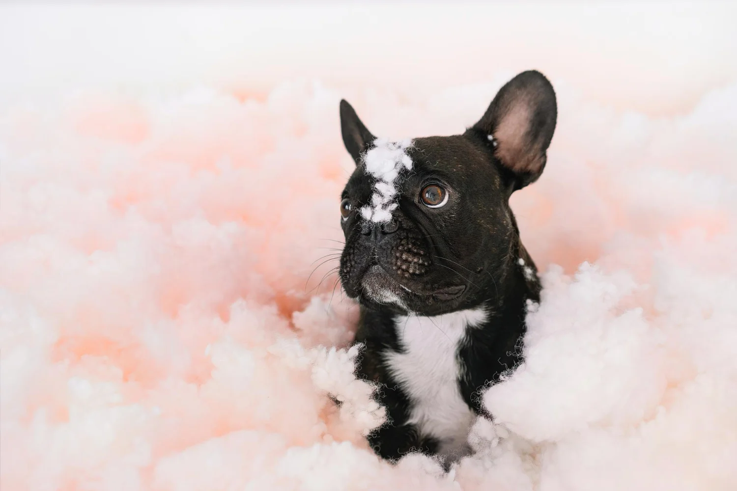 fluffy french puppy sitting in pink fluff
