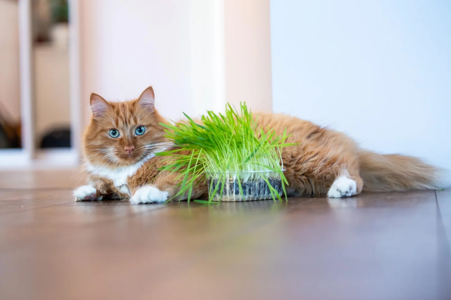 cat sitting next to freshly grown catnip