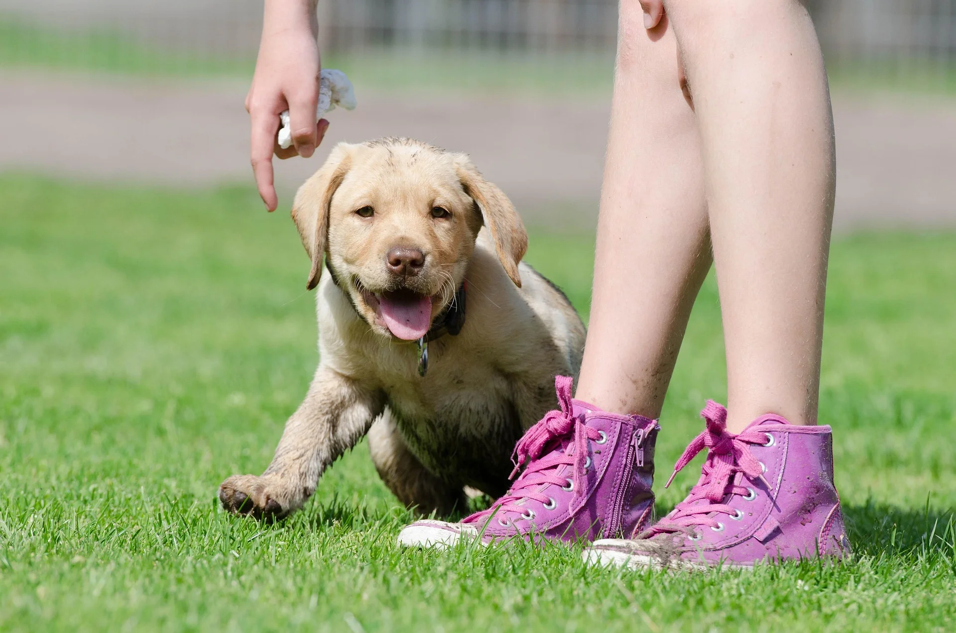 a puppy with unusual facial features sitting on a lawn 