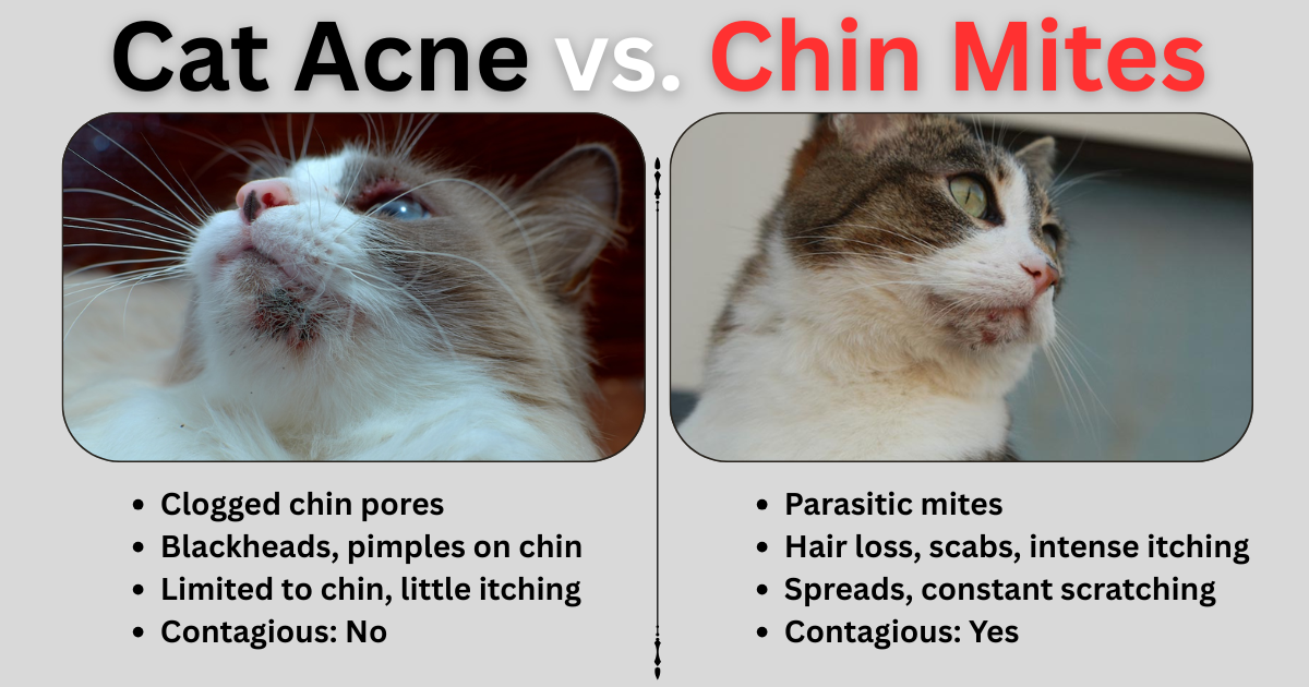 Cat Chin Mites vs Acne comparison chart