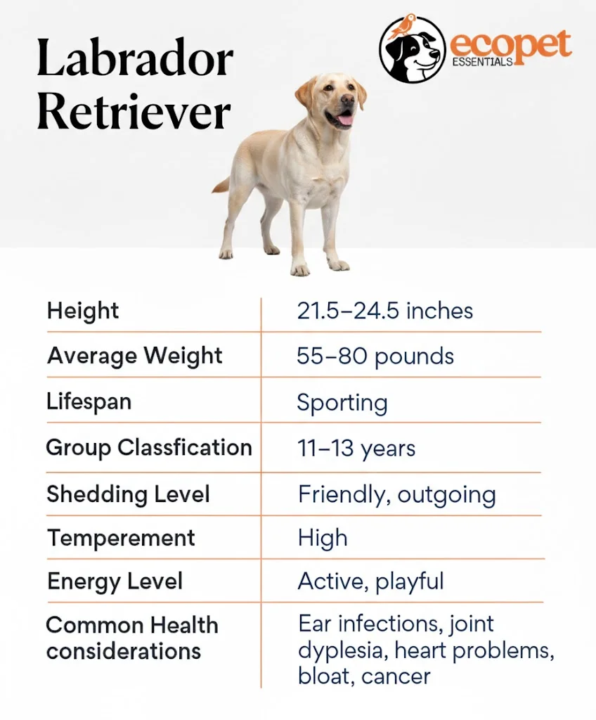 labrador retriever bio chart 