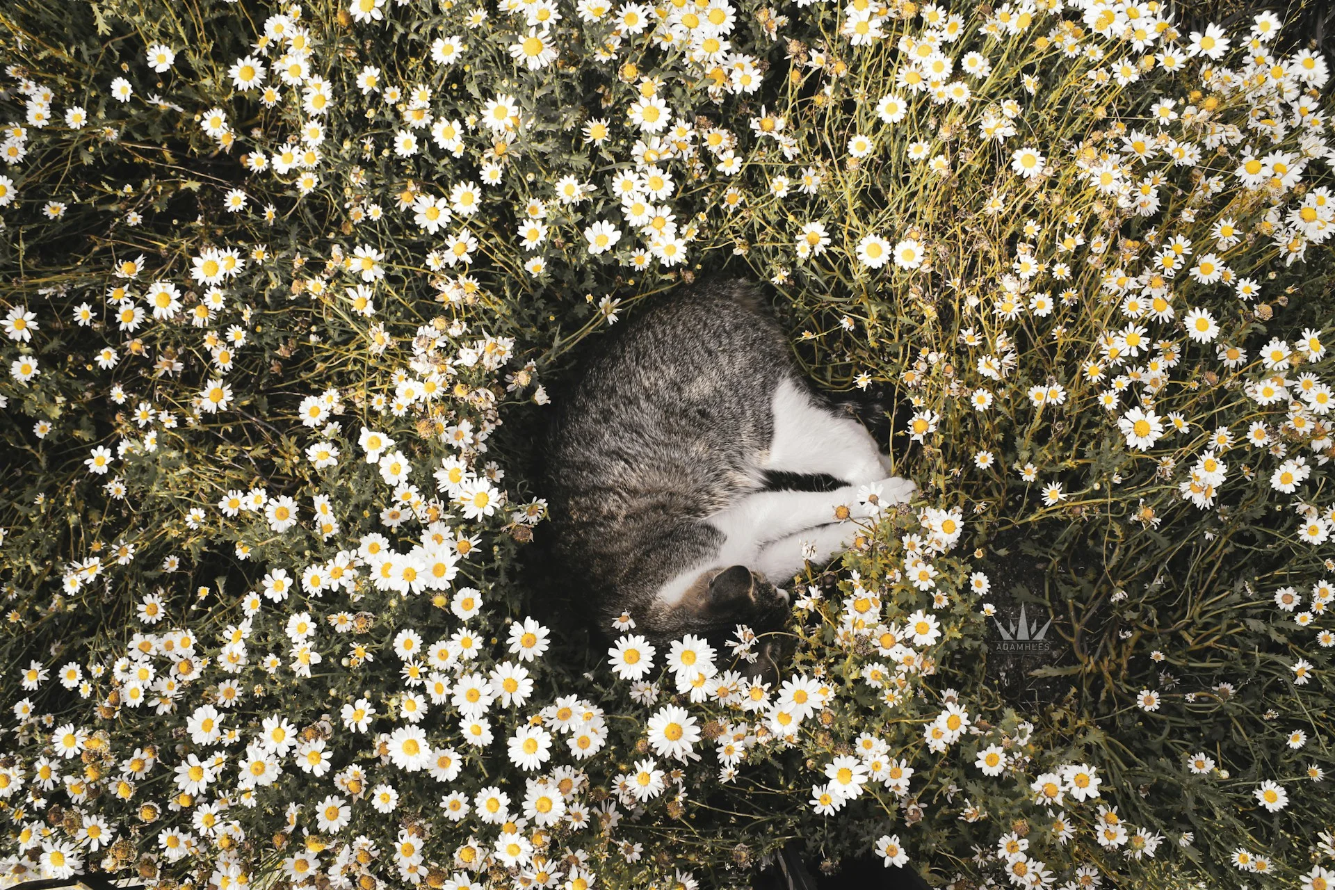 a cat laying in a field of flowers 