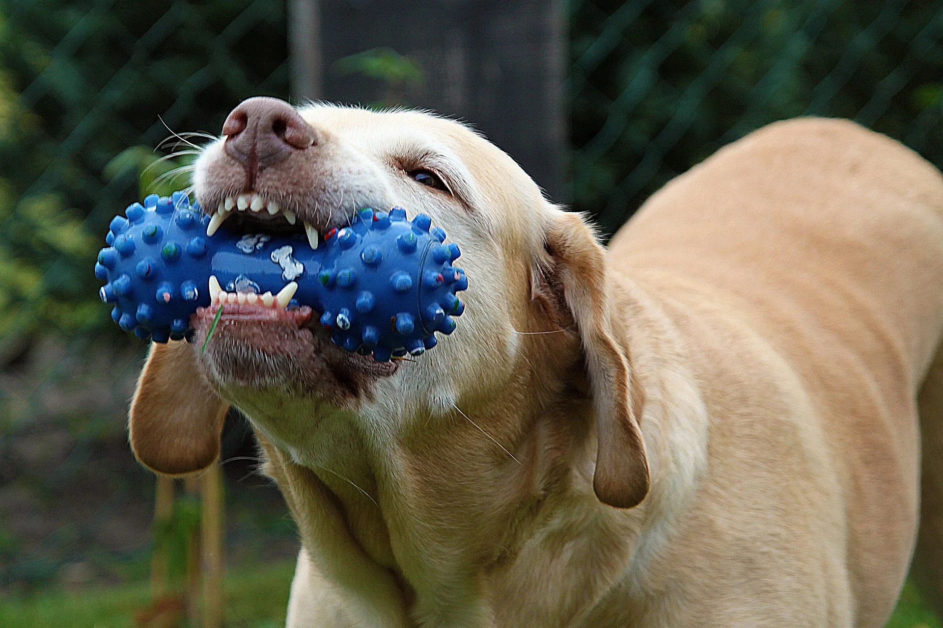 Anti barking toys for dogs 