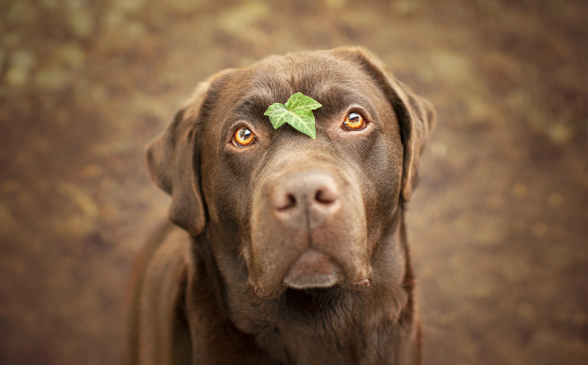 chocolate lab looking at the camera