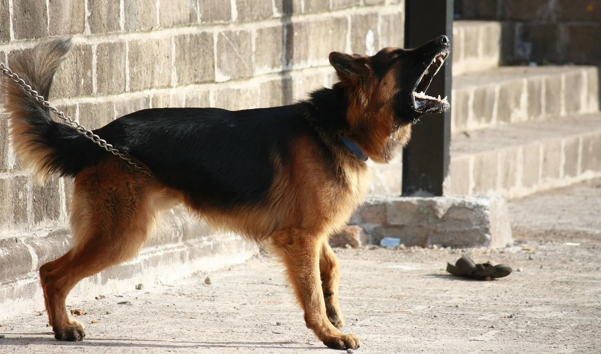 German shepherd barking at others
