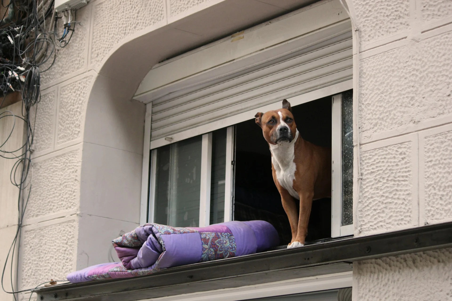 A dog looking outside waiting for their owner to come back