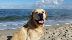 A cute smiling Labrador at the beach
