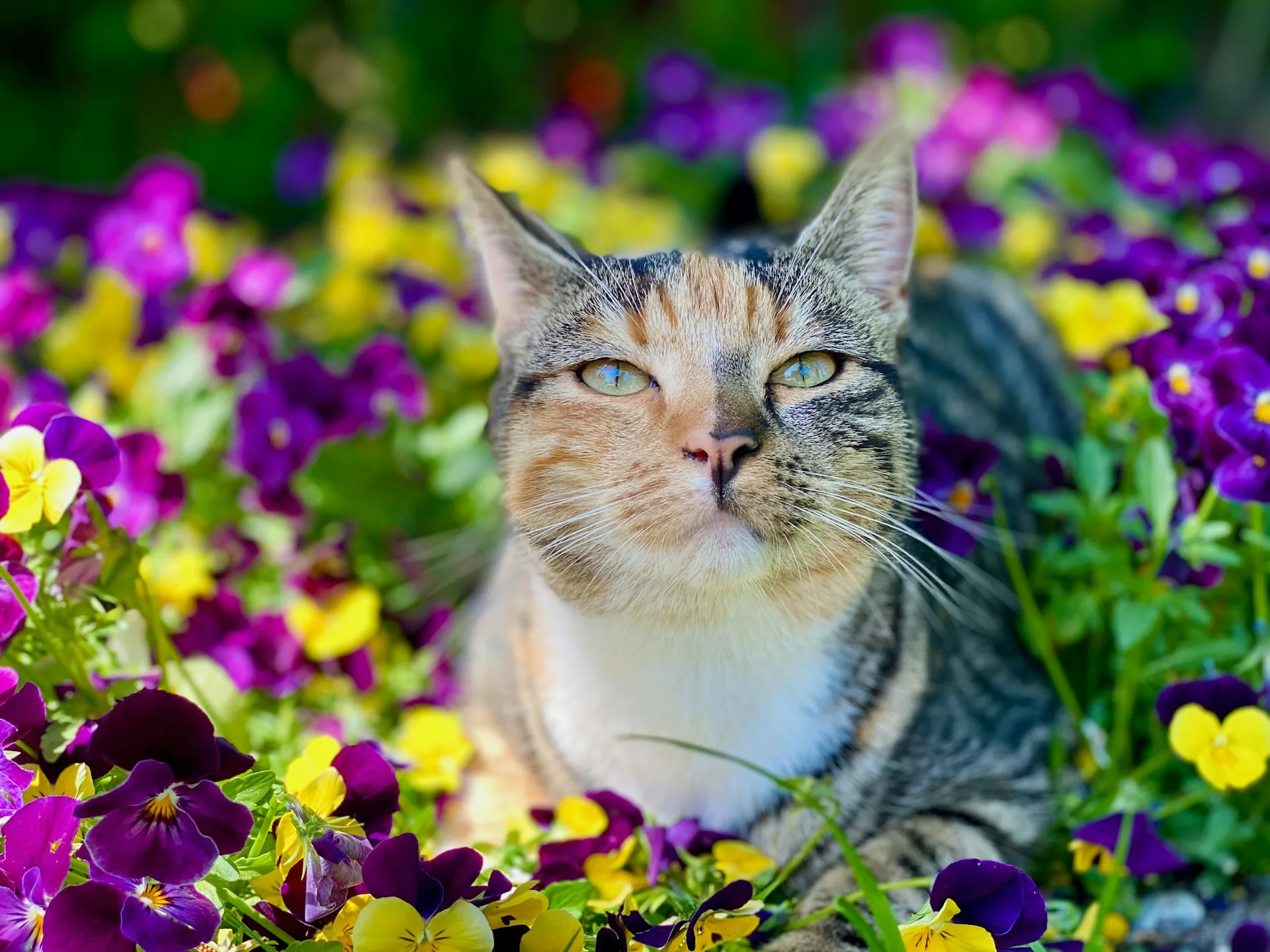 Cat surronded by purple flowers 