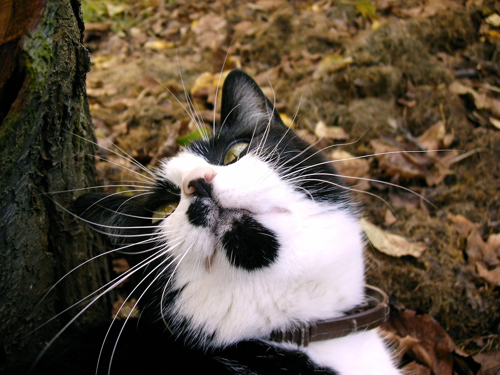 A cute cat looking at the camera with a black chin 