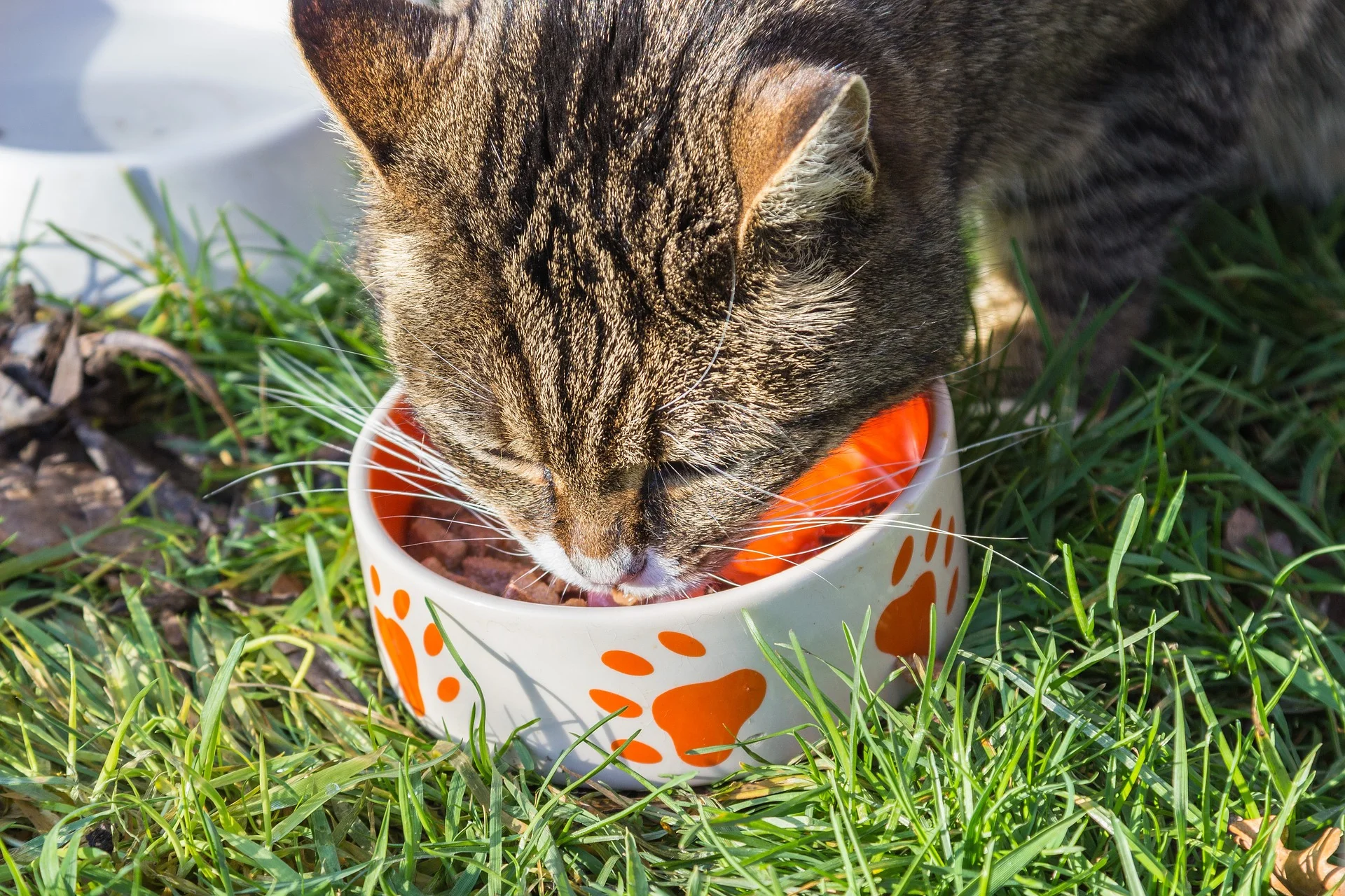 a cat with chin acne drinking from a ceramic bowl. 