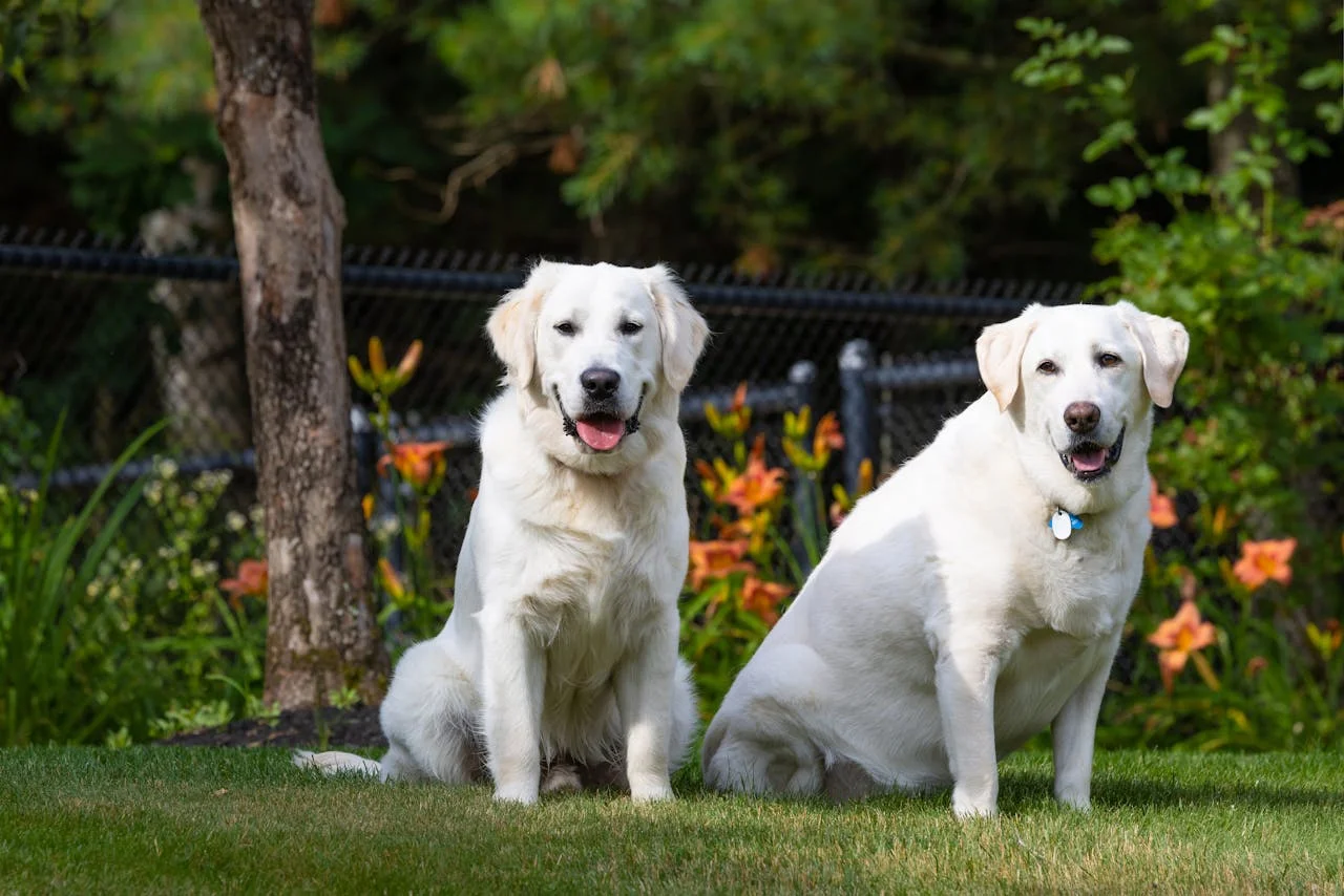 two white labs sitting next to each other
