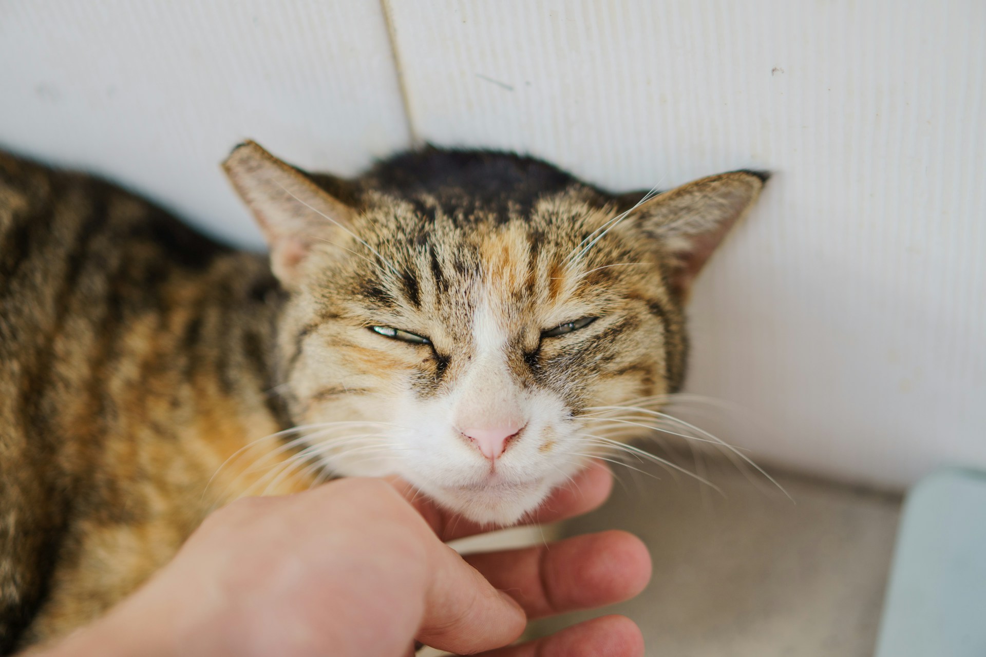 a cat getting chin scratching for chin acne