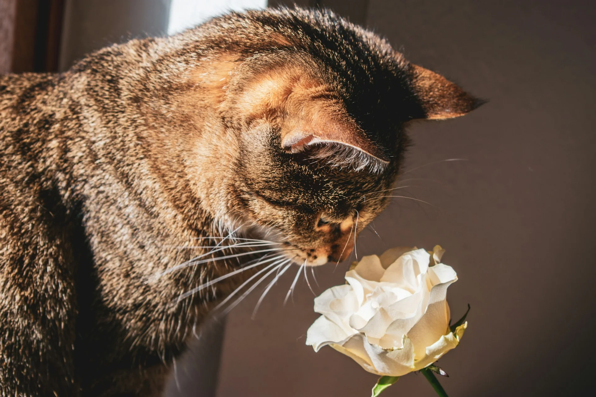 a cat sniffing a rose