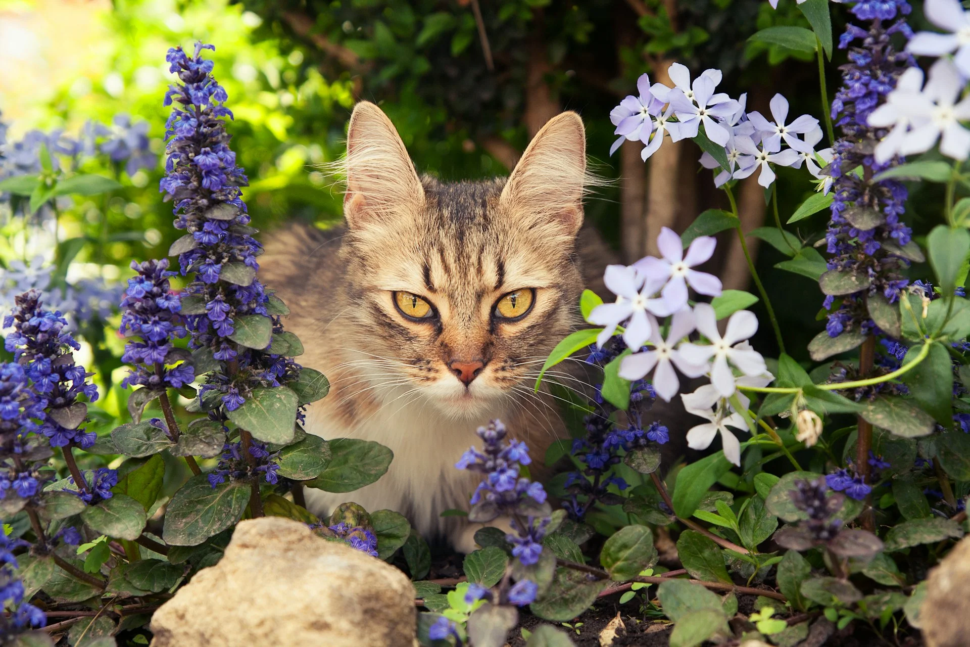 a cat next to purple flowers and lilac flowers 