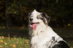 A border collie panting