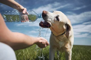 Dog drinking lots of water
