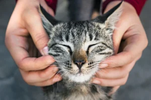 Close-up of a cat purring