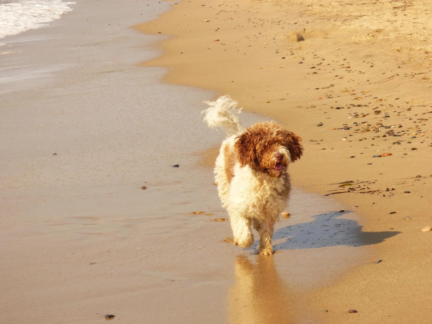 a cute white and brown bernedoodle on the beach 