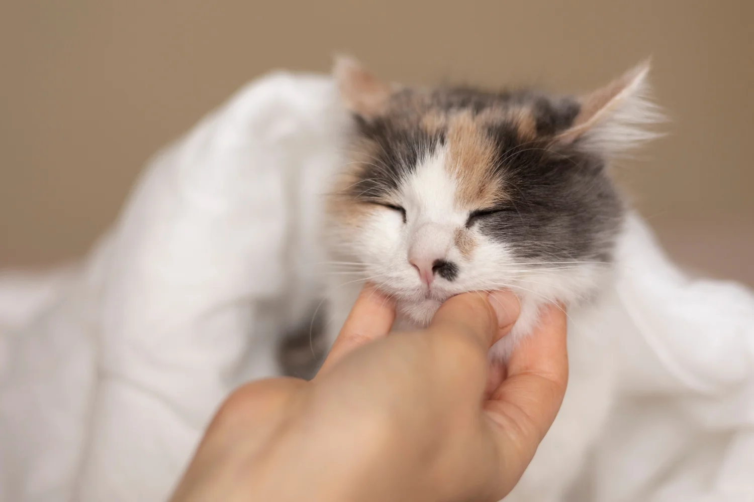 Cat happily purring while getting pets. 