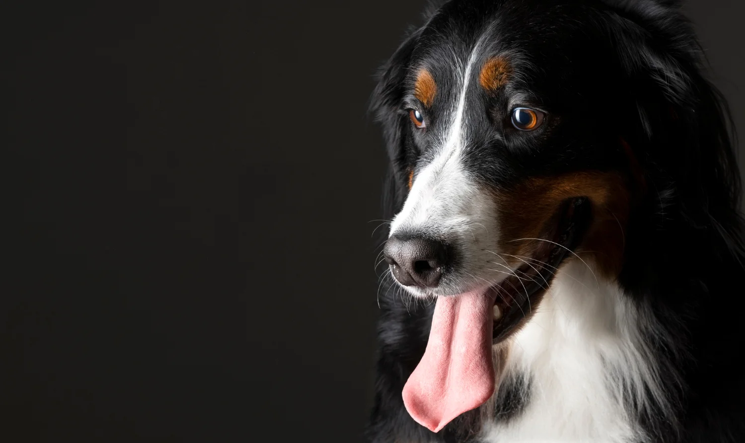 A close of a dog panting with a balck background 