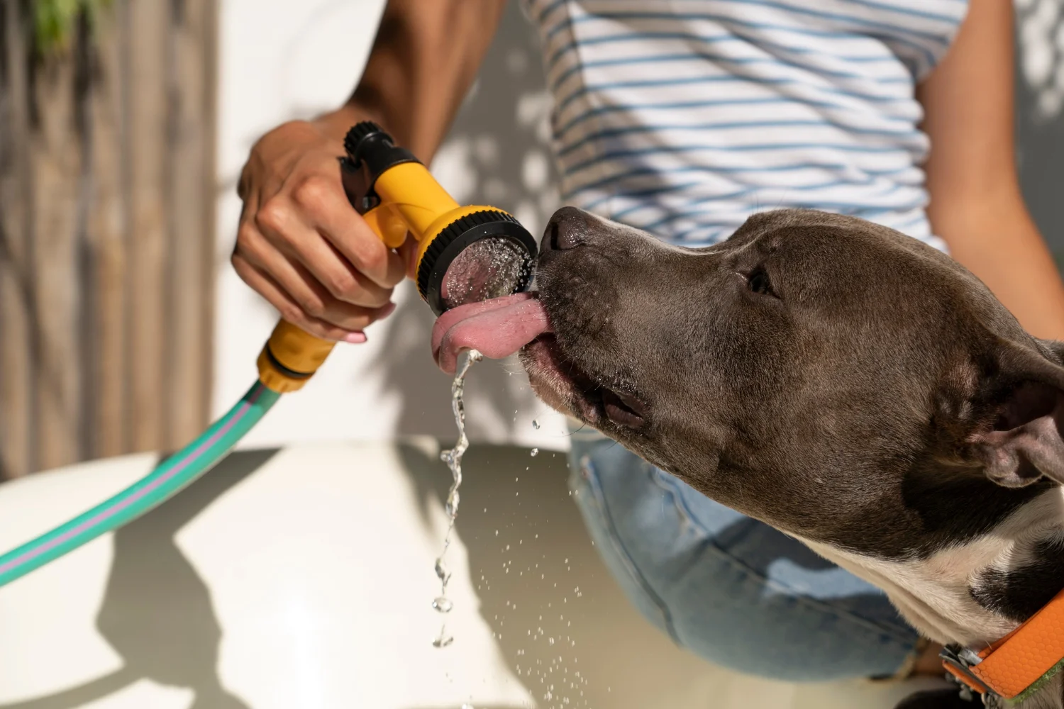 dog drinking water from a hose 
