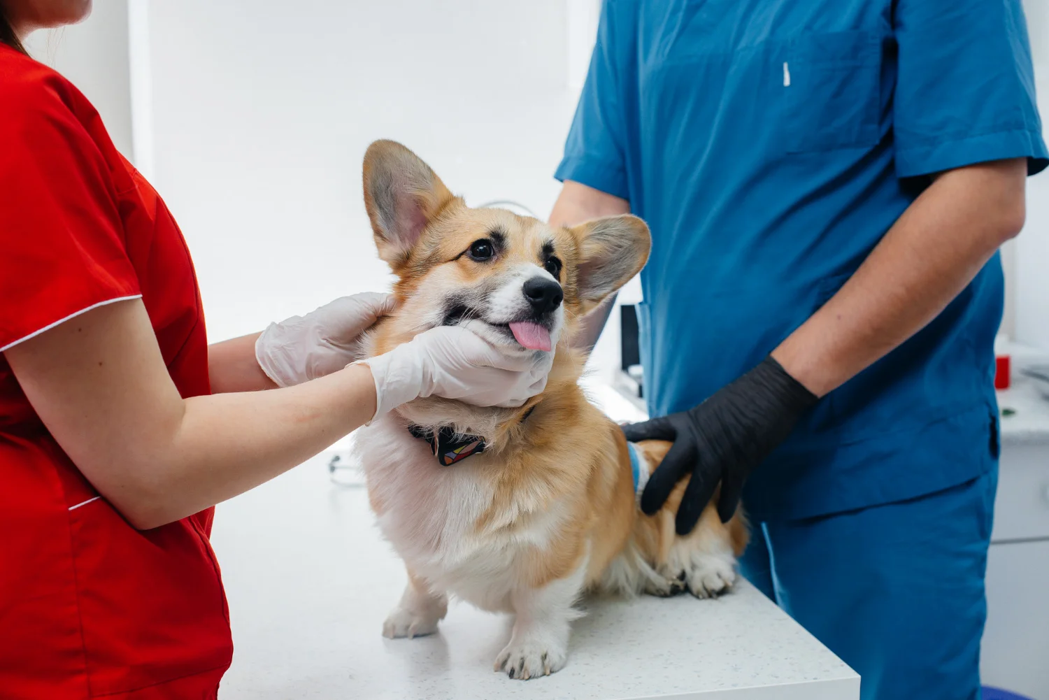 A dog at the vet being examined for stomach pain